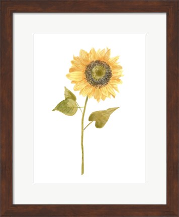 Framed Single Sunflower Portrait I Print