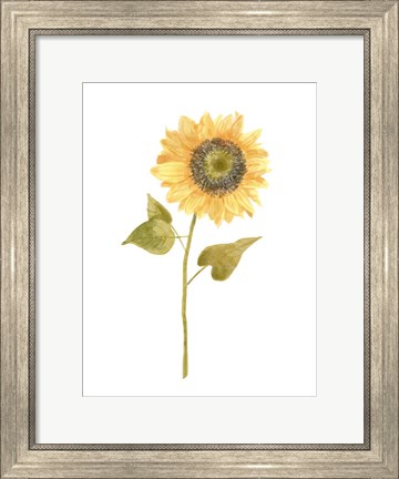 Framed Single Sunflower Portrait I Print