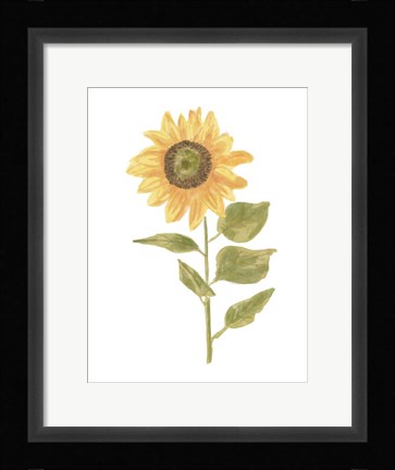 Framed Single Sunflower Portrait II Print