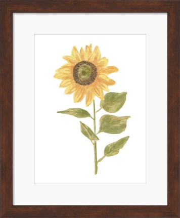 Framed Single Sunflower Portrait II Print