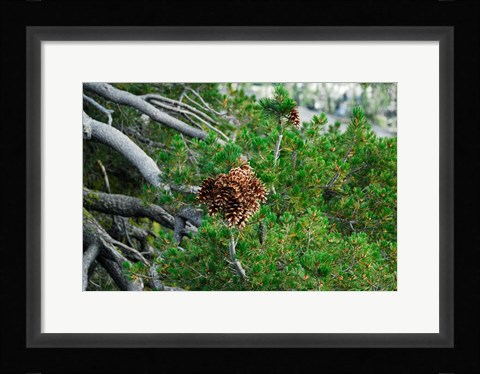 Framed Fresh Growth Print