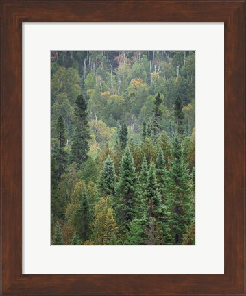 Framed Superior National Forest IV Crop Print