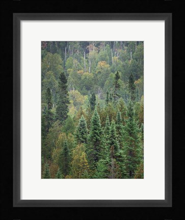 Framed Superior National Forest IV Crop Print