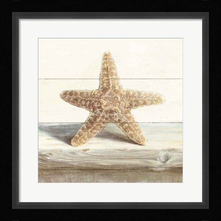 Framed Driftwood Shell III Print