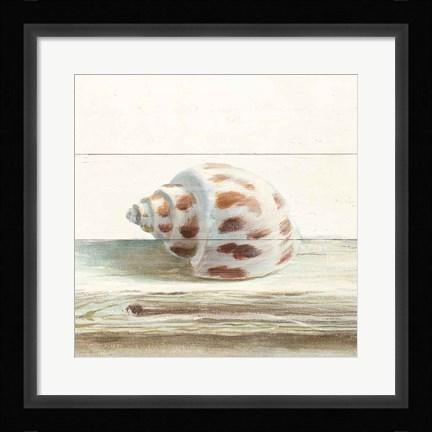 Framed Driftwood Shell II Print