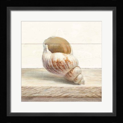 Framed Driftwood Shell I Print