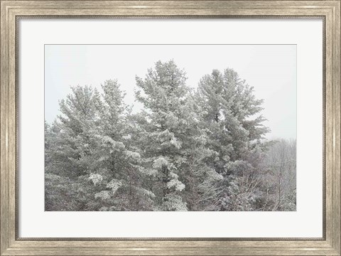 Framed Winter Pines Print