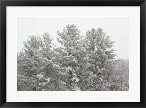 Framed Winter Pines Print