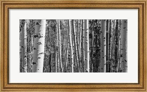 Framed Aspen Grove Print