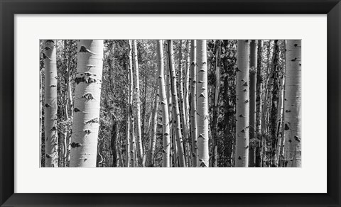 Framed Aspen Grove Print