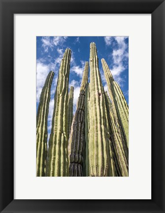 Framed Tall Garden of Cactus Print