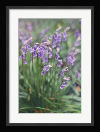 Framed Spring Flowers Print