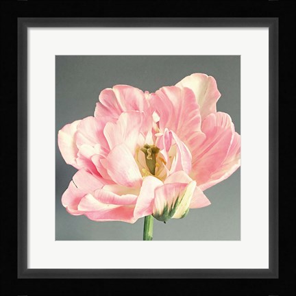 Framed Pink Bloom Print