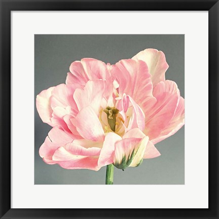 Framed Pink Bloom Print