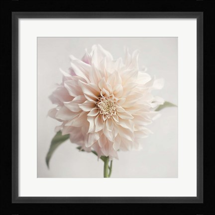 Framed White Bloom From The Garden Print