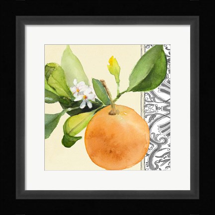 Framed Orange Blossoms II Print