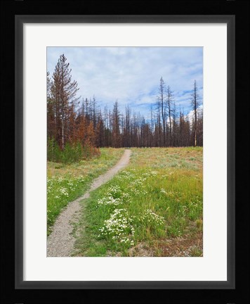 Framed Nature Path Print