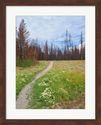 Framed Nature Path Print