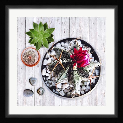 Framed Two Succulents and A Cactus Print