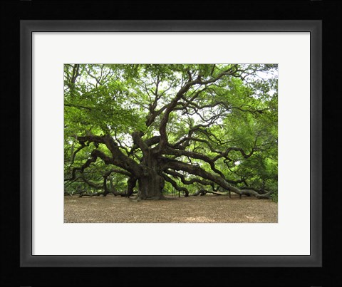 Framed Angel Oak Tree Print