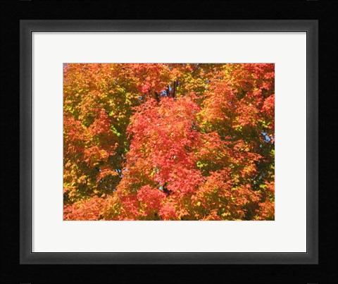 Framed Fall Fury Print
