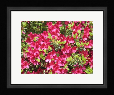 Framed Nature's Finest Print