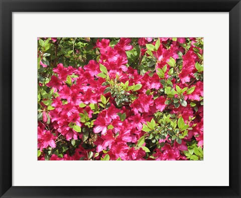 Framed Nature's Finest Print