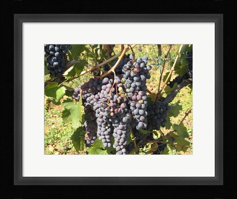 Framed Time To Harvest Print