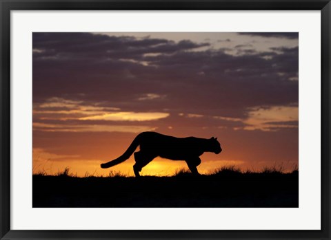 Framed Sunset Cougar Print