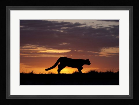 Framed Sunset Cougar Print