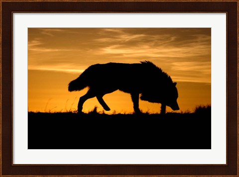 Framed Sunset Wolf Print