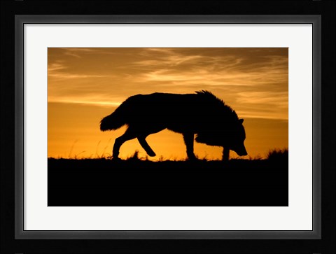 Framed Sunset Wolf Print