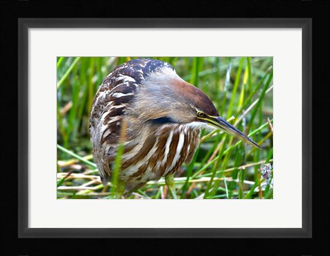 Framed American Bittern Print
