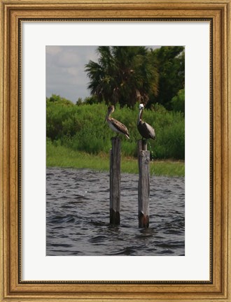 Framed Brown Pelicans Print