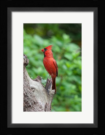 Framed Cardinal Print