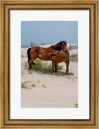 Framed Corolla Mare and Yearling Print