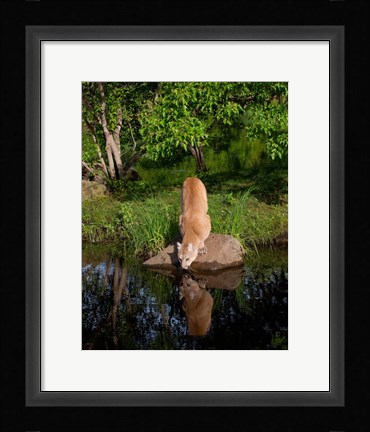 Framed Cougar Drinking Print
