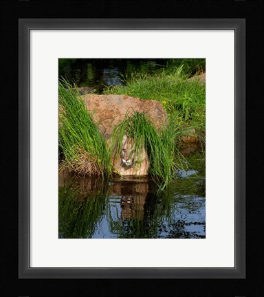 Framed Cougar Print
