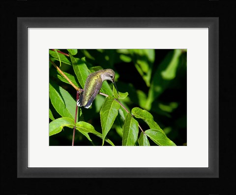 Framed Hummingbird Print