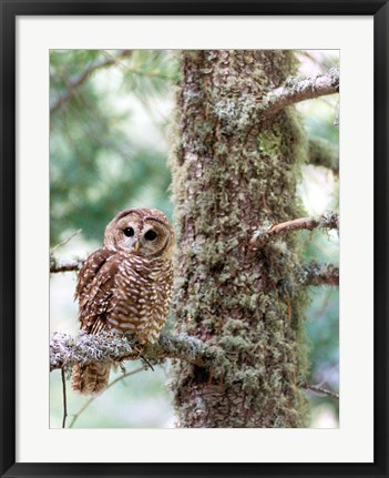 Framed Mexican Spotted Owl Print