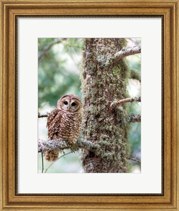 Framed Mexican Spotted Owl Print