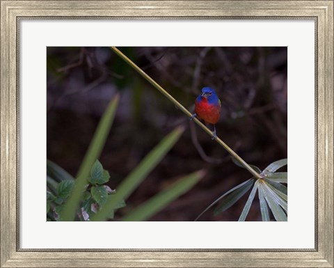 Framed Painted Bunting Male Print