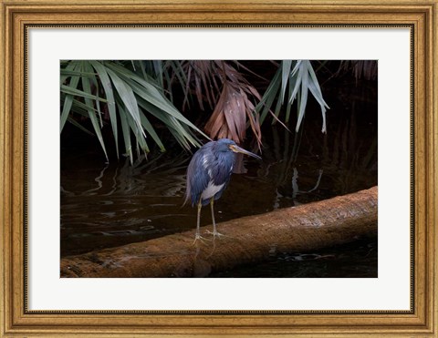 Framed Tricolored Heron Print