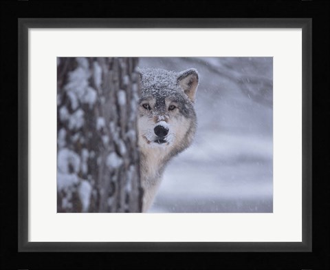 Framed Wolf Watching Print