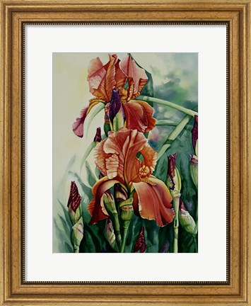 Framed Iris Print
