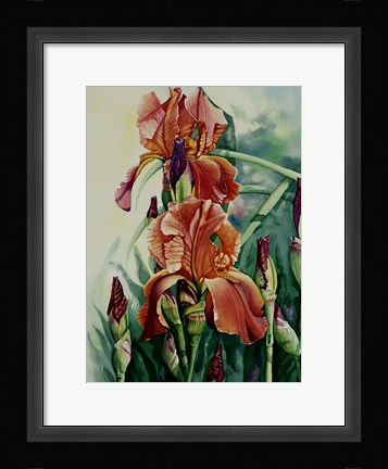 Framed Iris Print