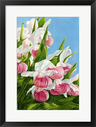 Framed Pink Lady Slipper Flowers Print