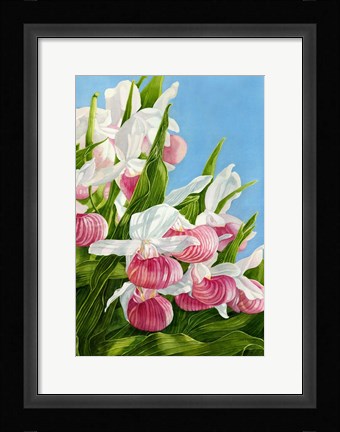 Framed Pink Lady Slipper Flowers Print