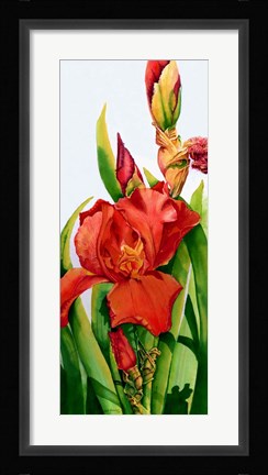 Framed Red Iris Print