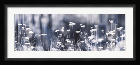 Framed Summer Dreams Print